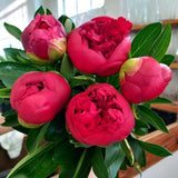 Peonies!