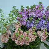 Just Stock (Matthiolia)