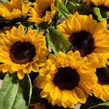 Stunning Sunflowers