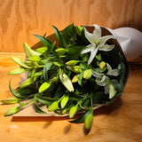 Stunning Oriental Lilies