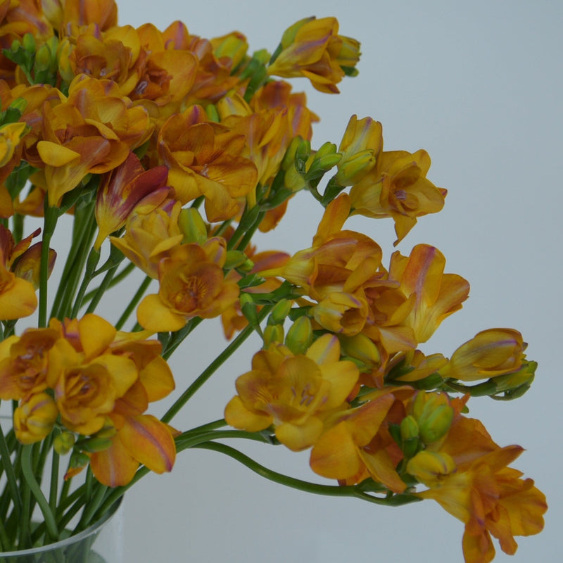 Just Freesias