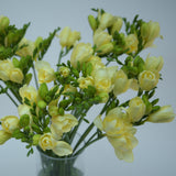 Just Freesias