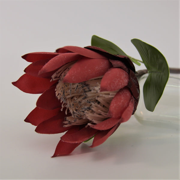 Protea Stems