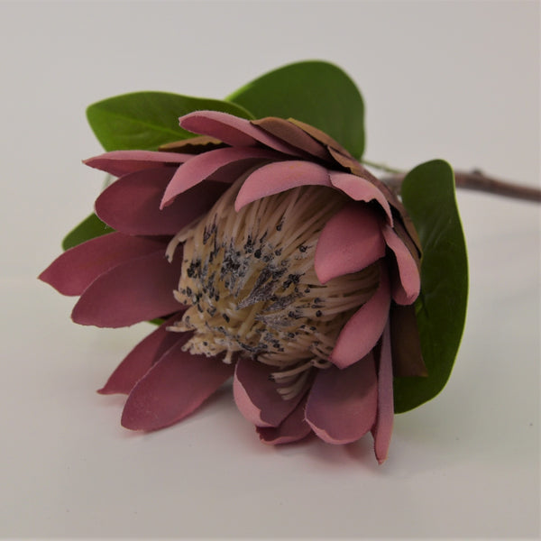 Protea Stems
