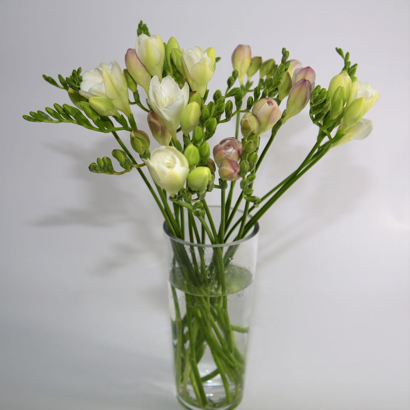 Just Freesias