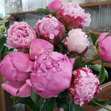 Peonies!