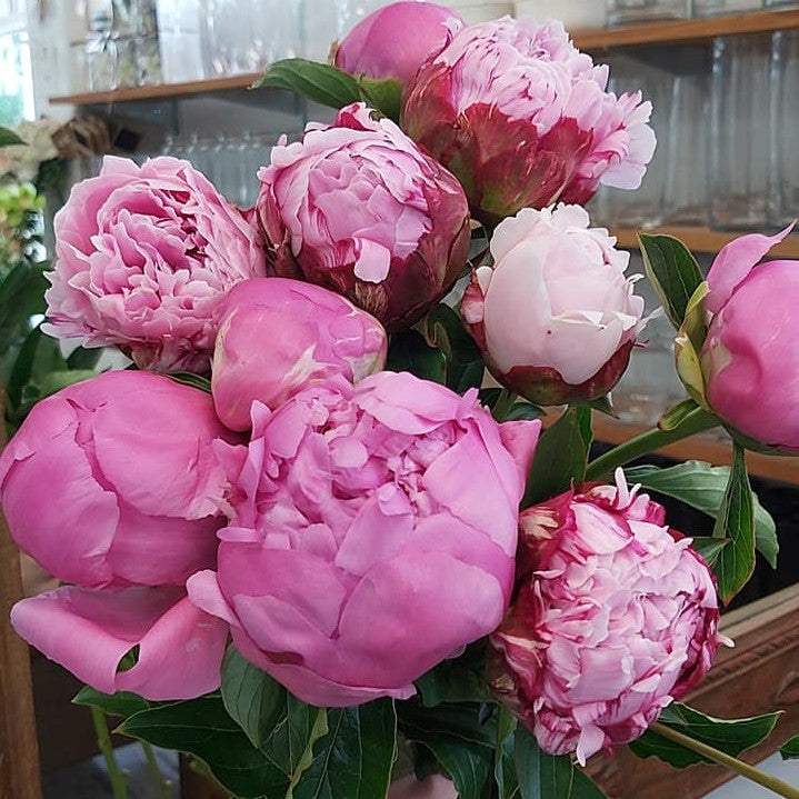 Peonies!